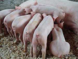 Características reproductivas del cerdo Landrace