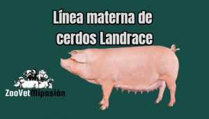 Línea materna de cerdos Landrace