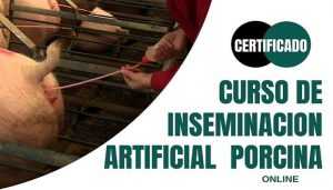 Curso de Inseminación Artificial Porcina Online