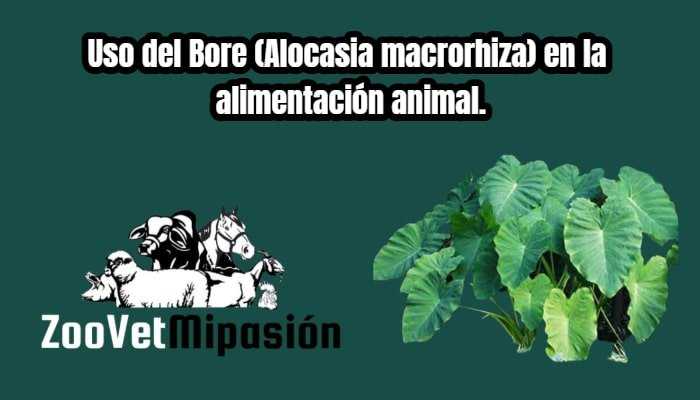 Uso del Bore (Alocasia macrorhiza) en la alimentación animal.