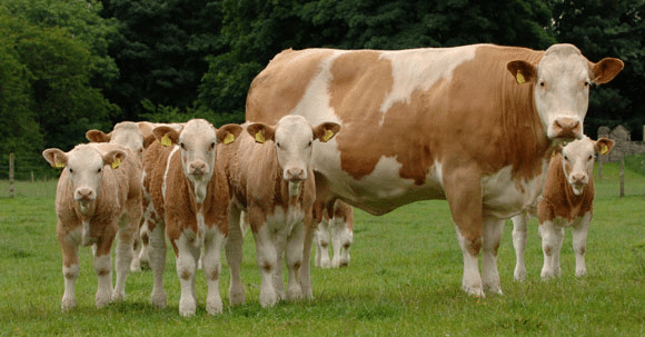 vacas Simmental