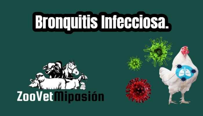 Bronquitis Infecciosa.