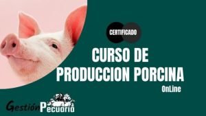 Curso Producción Porcina