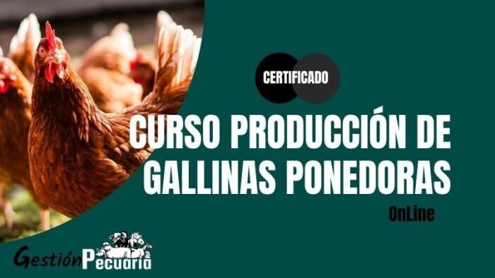 Produccion de Gallinas Ponedoras online