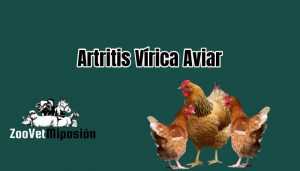 Artritis Vírica Aviar