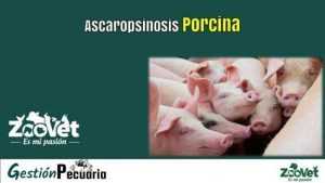 Ascaropsinosis Porcina