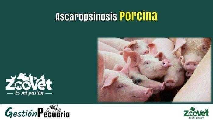 Ascaropsinosis Porcina