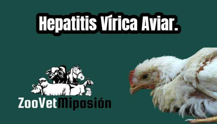 Hepatitis Vírica Aviar.