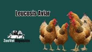 Leucosis Aviar