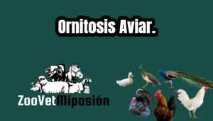 Ornitosis Aviar.