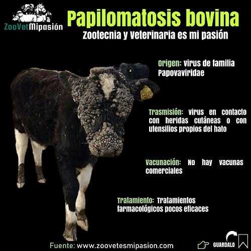 Papilomatosis bovina agente etiologico