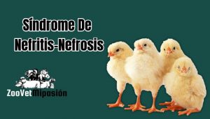 Síndrome De Nefritis-Nefrosis