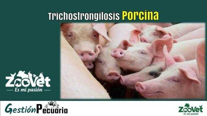 Lee más sobre el artículo Trichostrongilosis Porcina