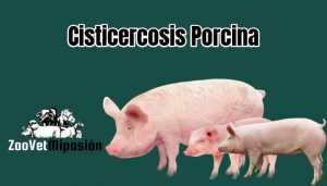 Cisticercosis Porcina