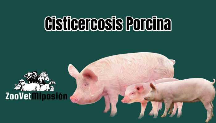 Cisticercosis Porcina