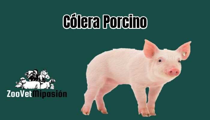 Cólera Porcino