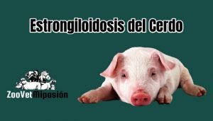 Estrongiloidosis del Cerdo