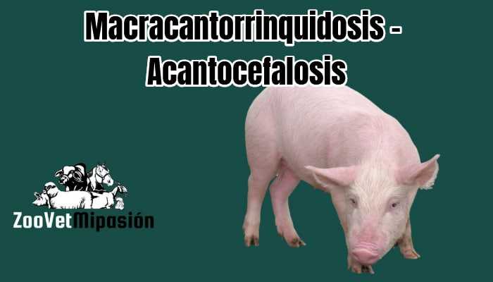 Macracantorrinquidosis – Acantocefalosis