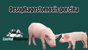 Oesophagostomosis porcina