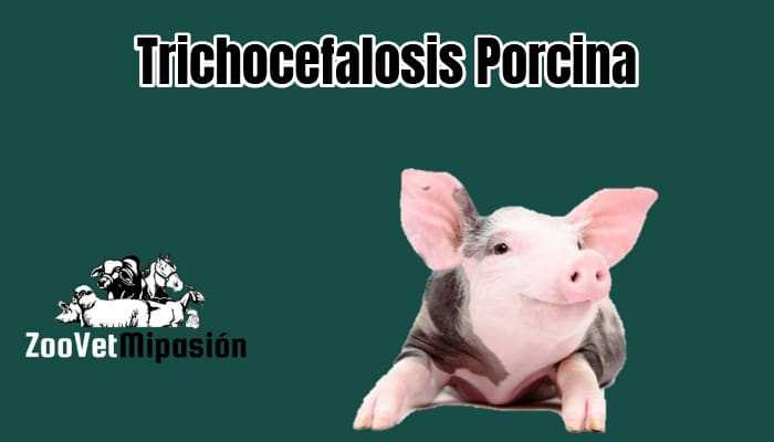 Trichocefalosis Porcina
