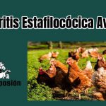 Artritis Estafilocócica Aviar