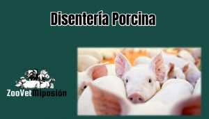 Disentería Porcina
