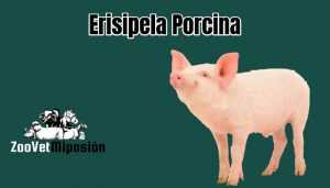 Erisipela Porcina
