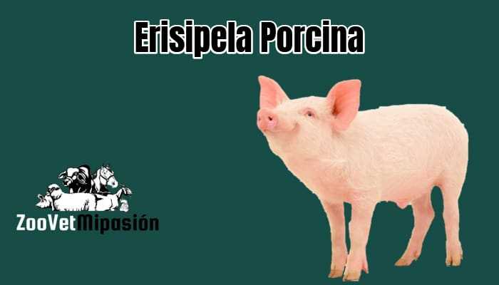 Erisipela Porcina