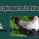 Espiroquetosis Aviar