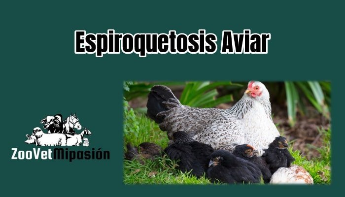 Espiroquetosis Aviar