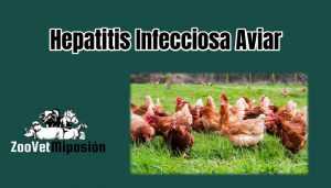 Hepatitis Infecciosa Aviar