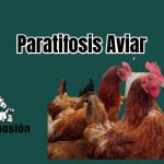 Paratifosis Aviar
