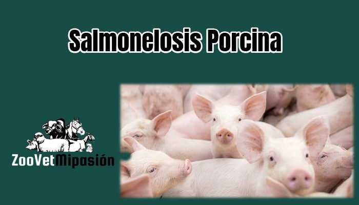 Salmonelosis Porcina