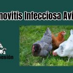Sinovitis Infecciosa Aviar