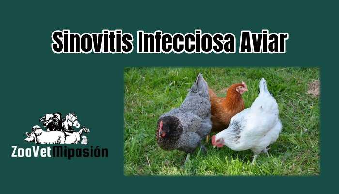 Sinovitis Infecciosa Aviar