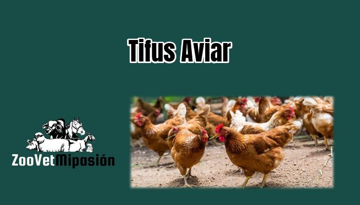 Tifus Aviar