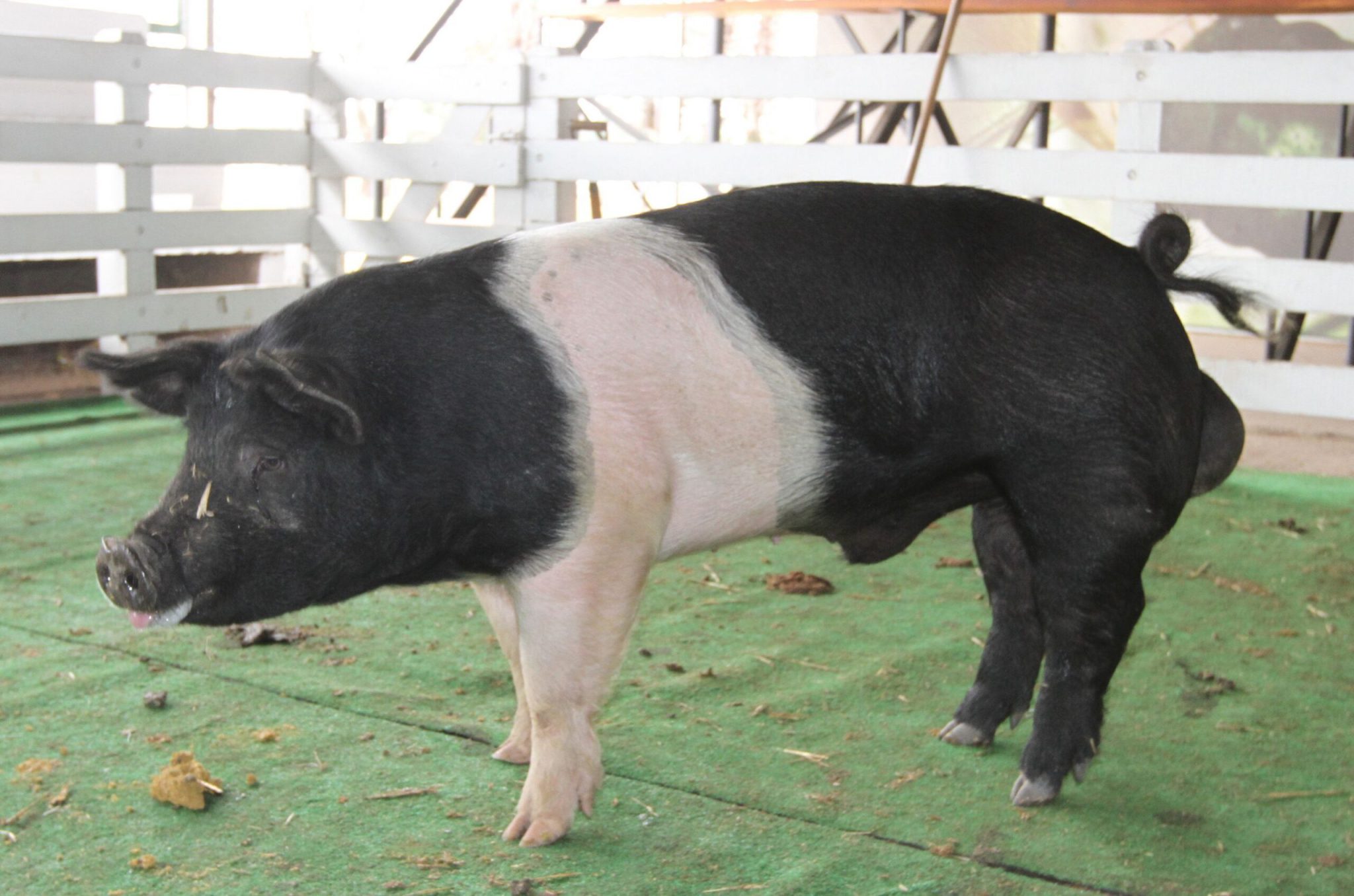 Raza Porcina Hampshire