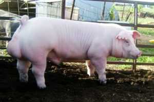 parámetros productivos en la porcicultura