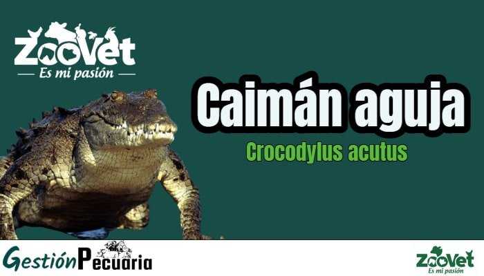 Crocodylus acutus El caiman aguja