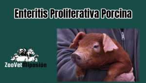 Enteritis Proliferativa Porcina