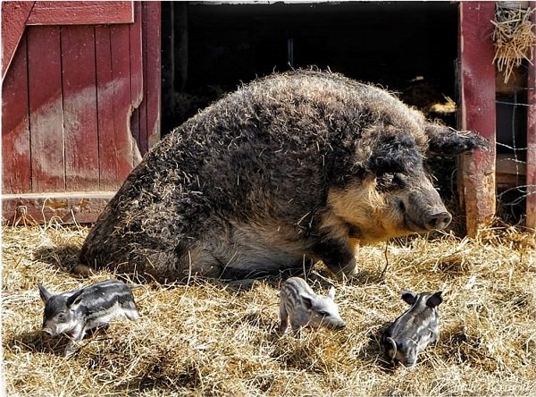 🐷 Raza de Cerdo Mangalica - Principales Características