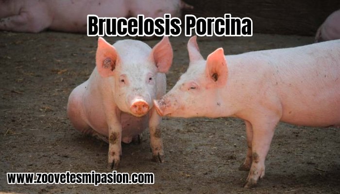 Brucelosis Porcina