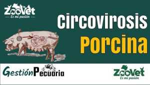 Circovirosis Porcina 