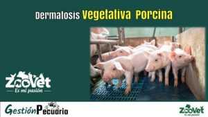 Dermatosis Vegetativa Porcina