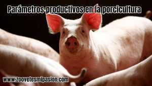 Parámetros productivos en la porcicultura