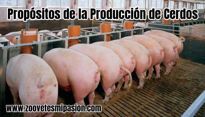 Propósitos de la Producción de Cerdos