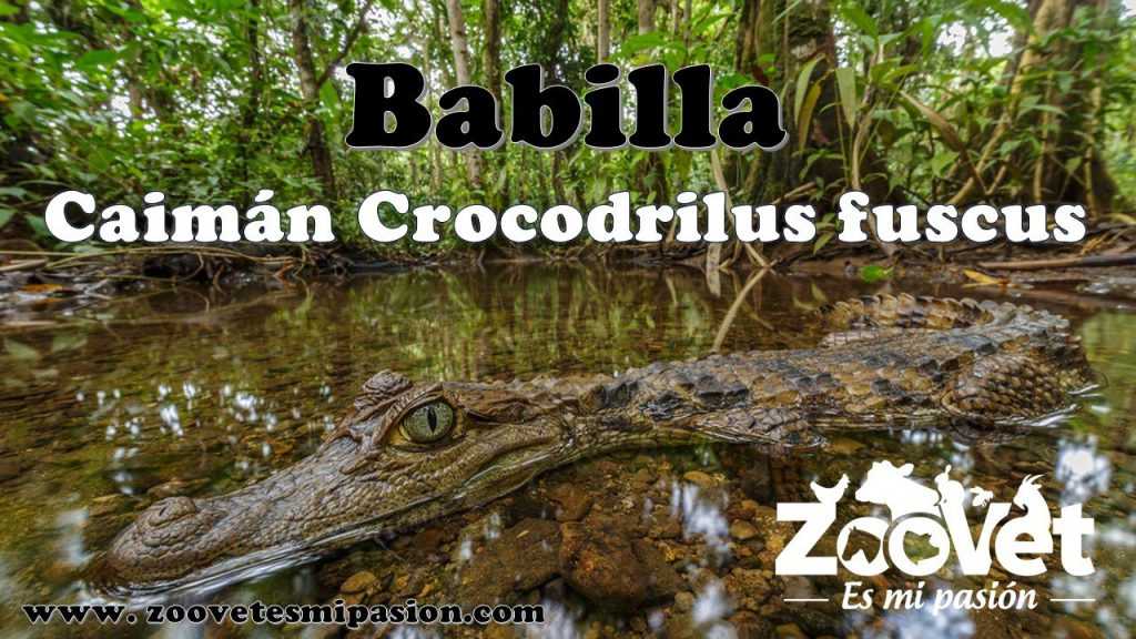 Babilla - Caimán Crocodrilus fuscus
