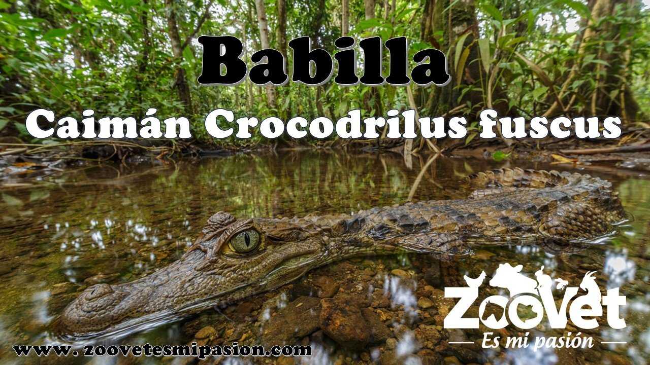 Babilla - Caimán Crocodilus fuscus