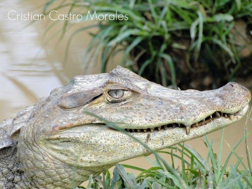 Babilla - Caimán Crocodilus fuscus