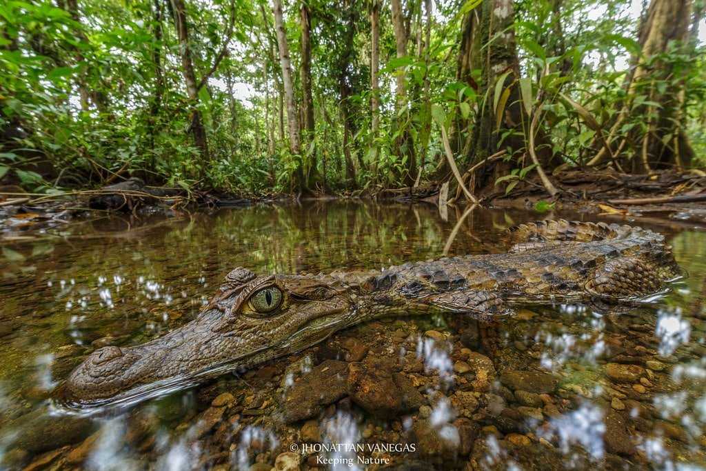 Babillas - Caimán Crocodilus fuscus
